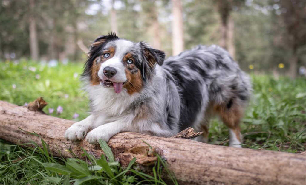 קרוסלה-2-שליו_optimized